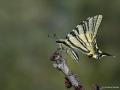 Iphiclides podalirius (Erik Kırlangıçkuyruğu)