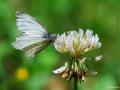 Pieris pseudorapae (Yalancı Beyazmelek)