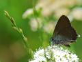 Satyrium ilicis (Büyük Sevbeni)