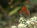 Lycaena asabinus (Anadolu Ateşgüzeli)