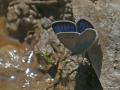 Polyommatus ponticus ()