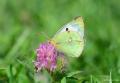 Colias hyale (Orman Azameti)