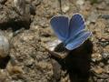 Plebejus zephyrinus (Türkmenistan Esmergözü)