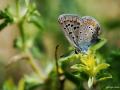 Polyommatus cornelius (Çokgözlü Küçük Turanmavisi)