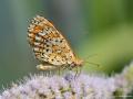 Melitaea  syriaca ()