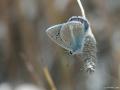 Polyommatus vanensis (Çokgözlü Ağrımavisi)