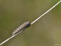 Melitaea  syriaca ()