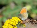Coenonympha pamphilus (Küçük Zıpzıp Perisi)