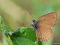 Satyrium ilicis (Büyük Sevbeni)