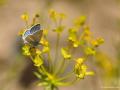 Polyommatus pierceae ()