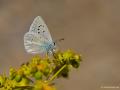 Polyommatus pierceae ()