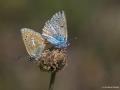 Polyommatus eumedon (Çokgözlü Geraniummavisi)