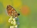 Boloria eunomia (Bataklık Noktalıkelebeği)