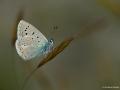 Polyommatus cornelius (Çokgözlü Küçük Turanmavisi)