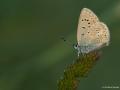 Polyommatus cornelius (Çokgözlü Küçük Turanmavisi)