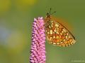 Boloria eunomia (Bataklık Noktalıkelebeği)