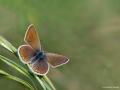 Polyommatus cornelius (Çokgözlü Küçük Turanmavisi)