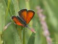 Lycaena candens (Ateşbakırgüzeli)