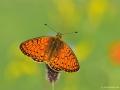 Boloria eunomia (Bataklık Noktalıkelebeği)