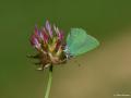 Callophrys rubi (Zümrüt)