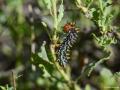Melitaea persea (İranlı İparhan)