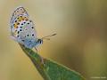 Plebejus carmon (Doğulu Esmergöz)