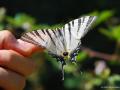 Iphiclides podalirius (Erik Kırlangıçkuyruğu)