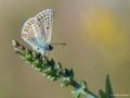 Polyommatus eumedon (Çokgözlü Geraniummavisi)