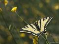 Papilio alexanor (Kaplan Kırlangıçkuyruk)