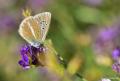 Polyommatus damon (Çokgözlü Damonmavisi)