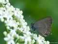 Satyrium ilicis (Büyük Sevbeni)