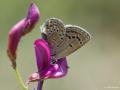 Polyommatus rosei (Rose