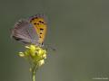 Lycaena phlaeas (Beneklibakırgüzeli)