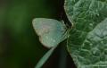 Callophrys mystaphia (Işgınzümrütü, Minikzümrüt)