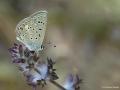 Polyommatus cornelius (Çokgözlü Küçük Turanmavisi)