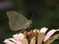 Argynnis pandora (Bahadır)