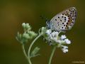 Plebejus argus (GümüşLekeli Esmergöz)