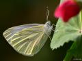 Pieris pseudorapae (Yalancı Beyazmelek)