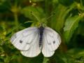 Pieris pseudorapae (Yalancı Beyazmelek)