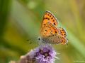 Lycaena kurdistanica (Kermanşah Ateşgüzeli)