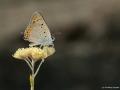 Lycaena asabinus (Anadolu Ateşgüzeli)