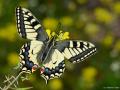 Papilio machaon (Kırlangıçkuyruk)