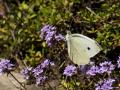 Pieris mannii (Mann