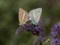 Polyommatus damocles (Çokgözlü Damoklesmavisi)