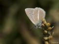 Polyommatus damon (Çokgözlü Damonmavisi)