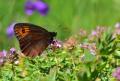 Erebia aethiops (İskoç Güzelesmeri)