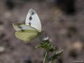 Pieris mannii (Mann