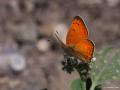 Lycaena asabinus (Anadolu Ateşgüzeli)