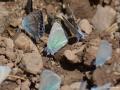 Polyommatus fatima (Çokgözlü Fatmamavisi)