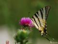 Iphiclides podalirius (Erik Kırlangıçkuyruğu)